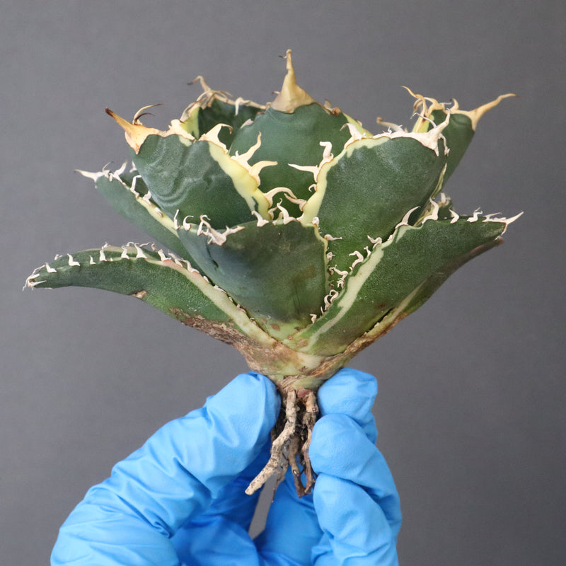 【ベアルート】アガベ 白鯨錦 EC1021