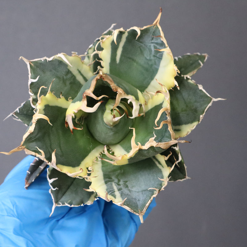 【ベアルート】アガベ 白鯨錦 EC1021