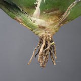 【ベアルート】アガベ 白鯨錦 EC1021