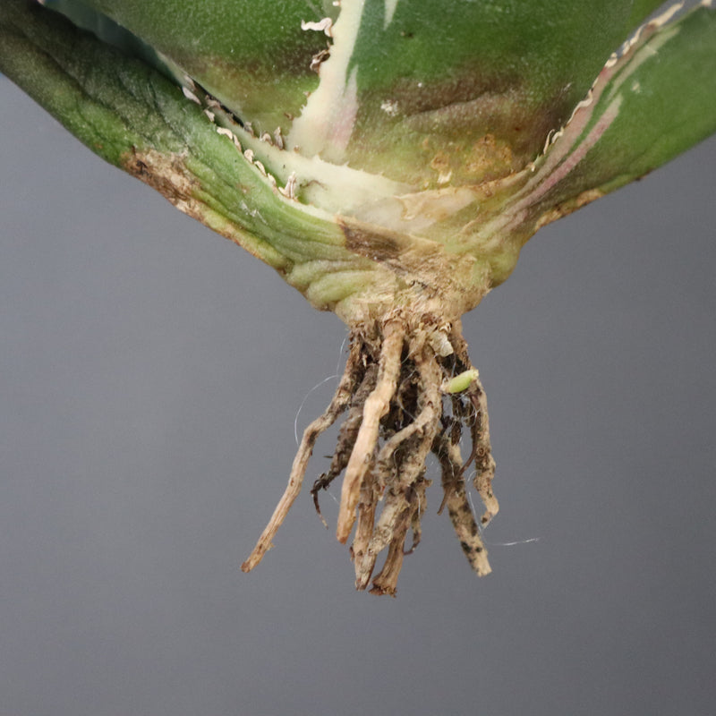 【ベアルート】アガベ 白鯨錦 EC1021