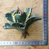 【ベアルート】アガベ 白鯨錦 EC1021