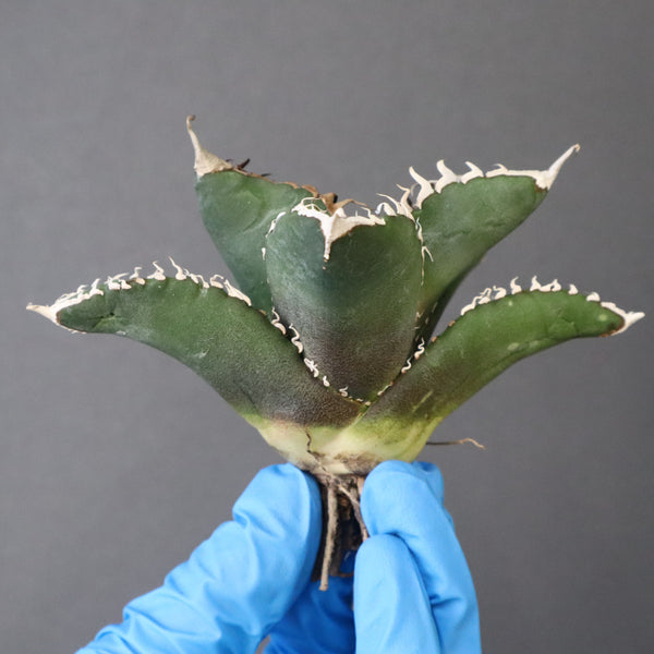 【ベアルート】アガベ 悪魔くん EC1032