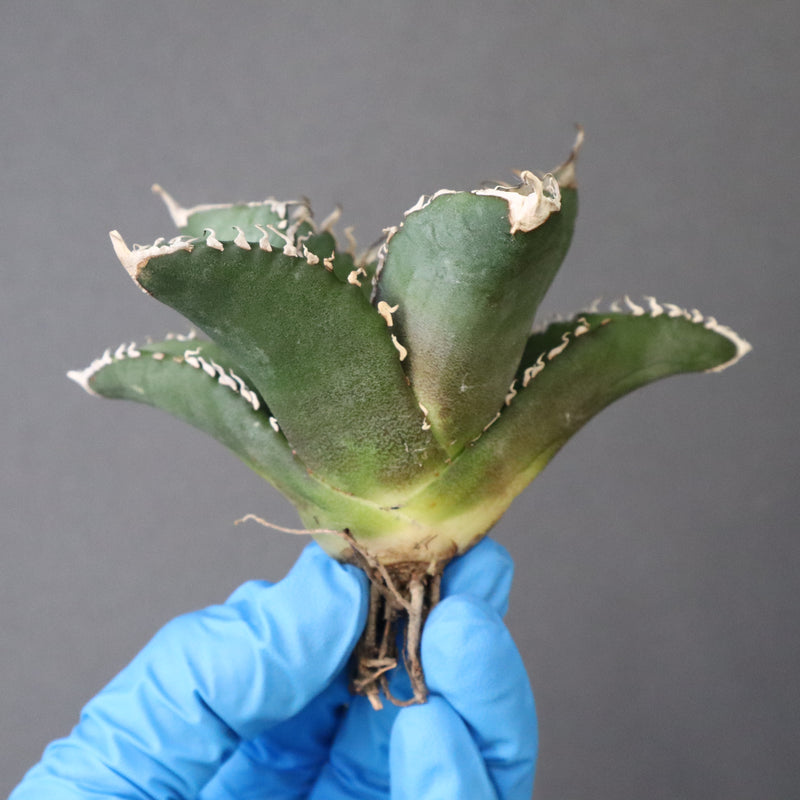 【ベアルート】アガベ 悪魔くん EC1032