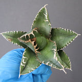 【ベアルート】アガベ 悪魔くん EC1032