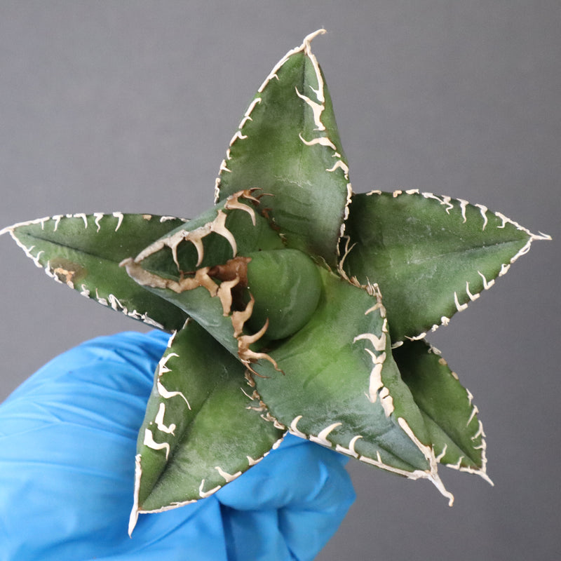 【ベアルート】アガベ 悪魔くん EC1032