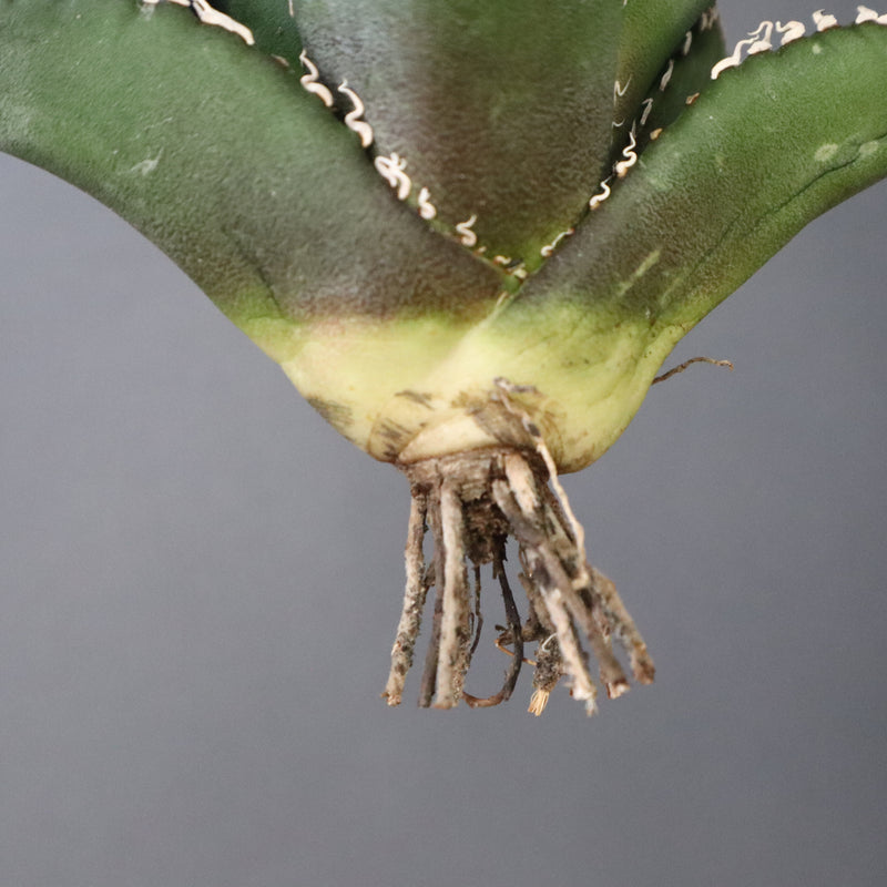 【ベアルート】アガベ 悪魔くん EC1032