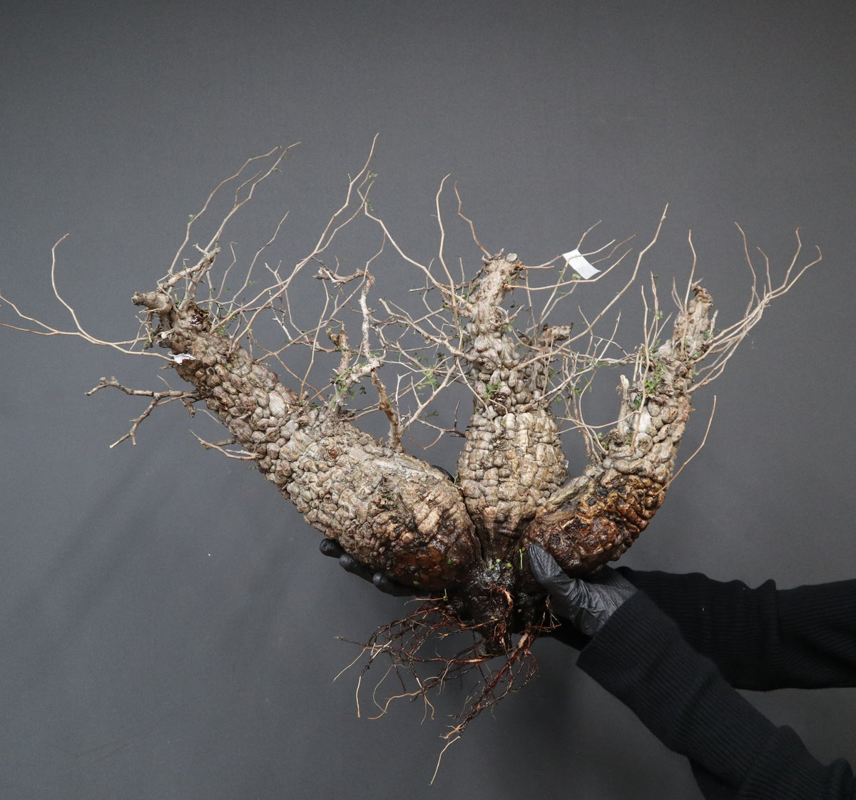 TaiShoDo ONLINE SHOP 塊根植物 多肉植物通販