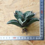 【ベアルート】アガベ 悪魔くん EC1032