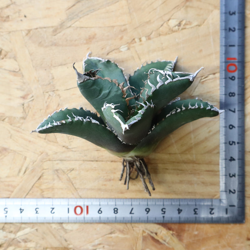 【ベアルート】アガベ 悪魔くん EC1032