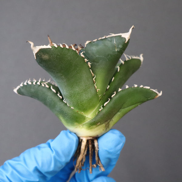 【ベアルート】アガベ 悪魔くん EC1033