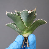 【ベアルート】アガベ 悪魔くん EC1033