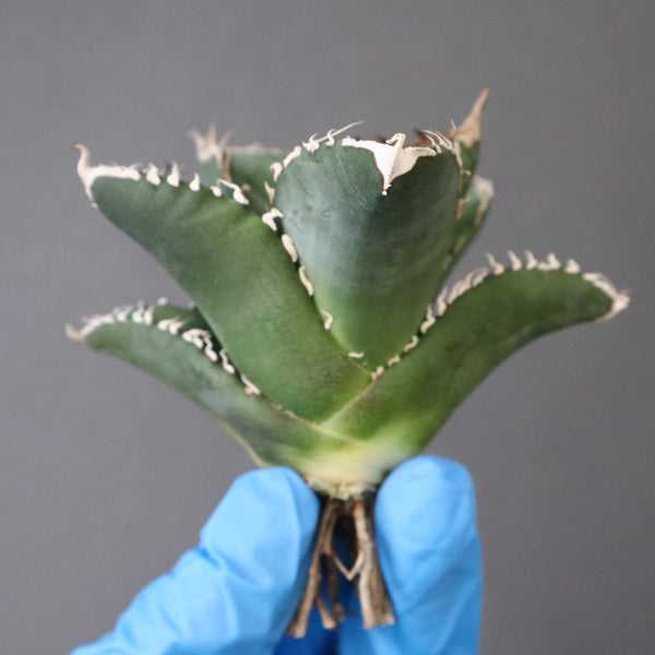 【ベアルート】アガベ 悪魔くん EC1033