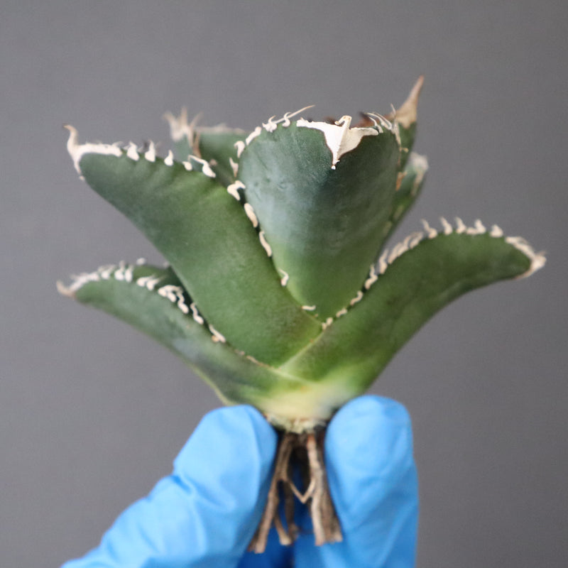 【ベアルート】アガベ 悪魔くん EC1033