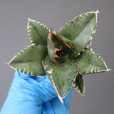 【ベアルート】アガベ 悪魔くん EC1033