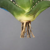 【ベアルート】アガベ 悪魔くん EC1033