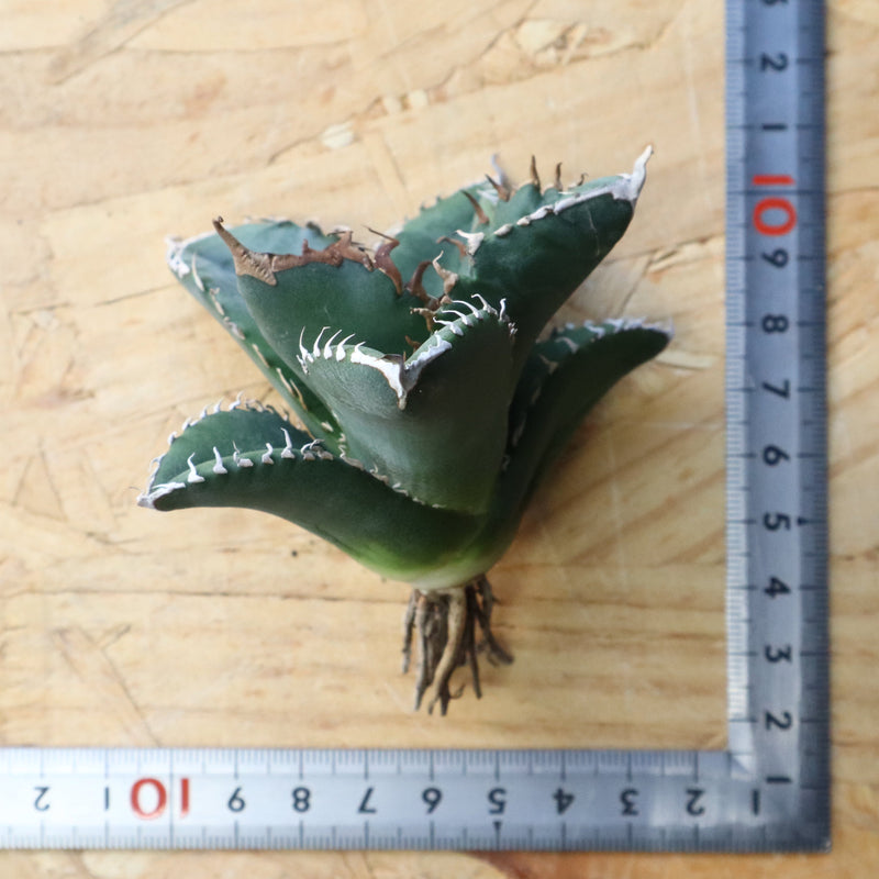 【ベアルート】アガベ 悪魔くん EC1033