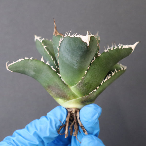 【ベアルート】アガベ 悪魔くん EC1034