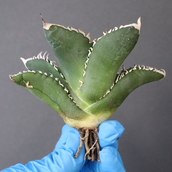 【ベアルート】アガベ 悪魔くん EC1034