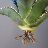 【ベアルート】アガベ 悪魔くん EC1034