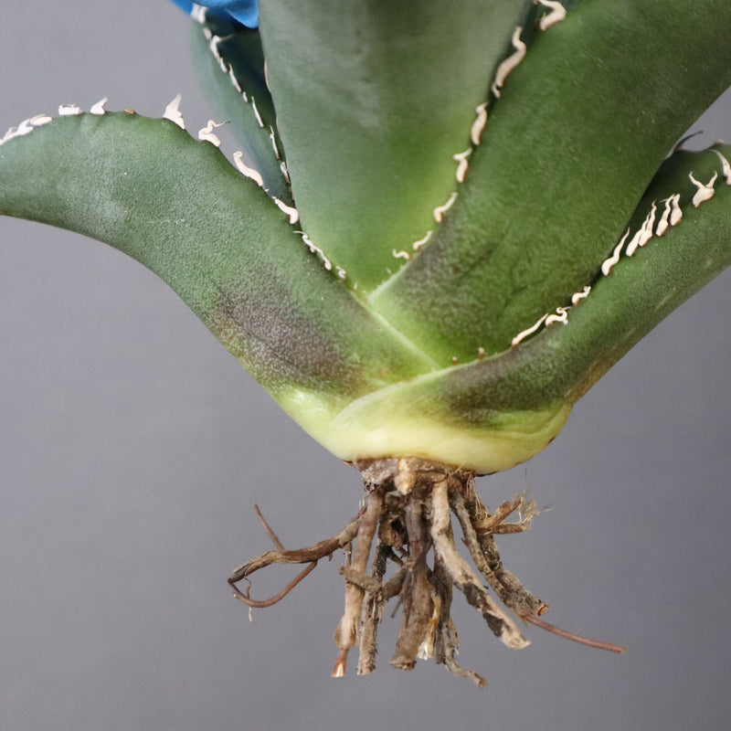 【ベアルート】アガベ 悪魔くん EC1034