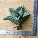 【ベアルート】アガベ 悪魔くん EC1034