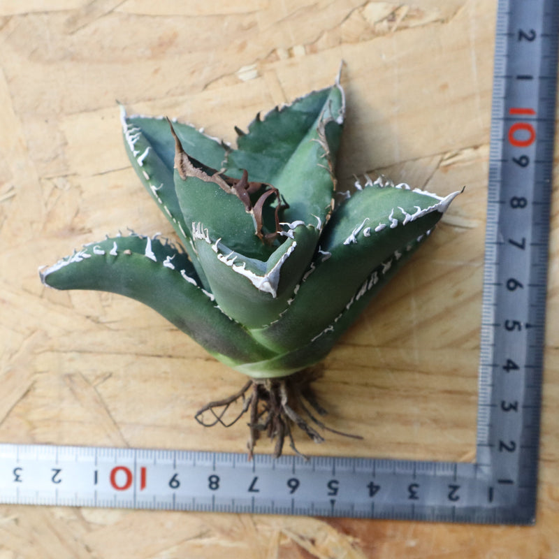 【ベアルート】アガベ 悪魔くん EC1034