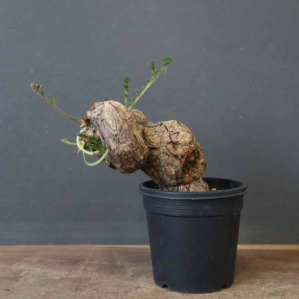 P.トリステ 83 – TaiShoDo ONLINE SHOP