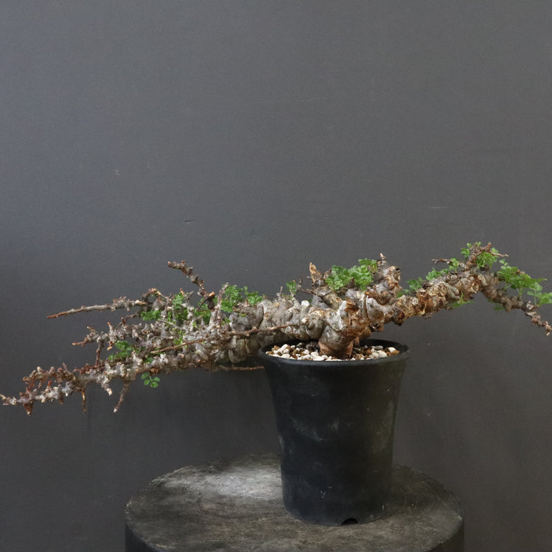 C.エイル 37