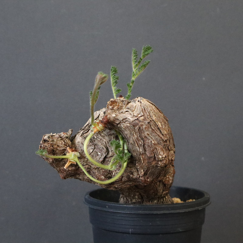 ペラルゴニウム トリステ P.トリステ 83 – TaiShoDo ONLINE SHOP