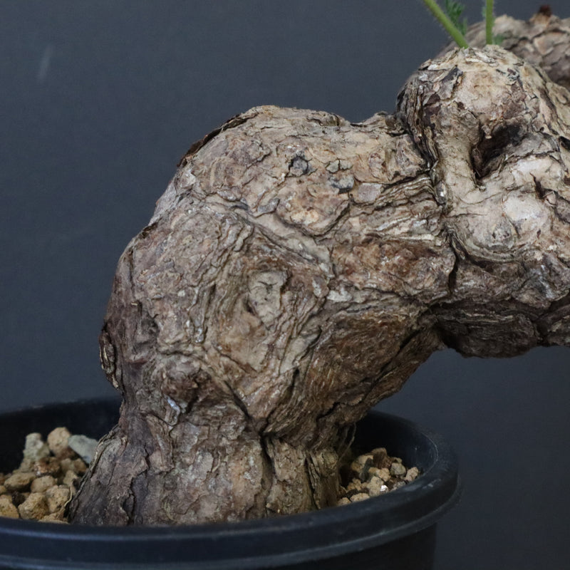 ペラルゴニウム トリステ P.トリステ 83 – TaiShoDo ONLINE SHOP