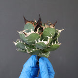 【ベアルート】アガベ 魔丸 EC1023