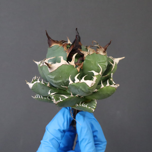 【ベアルート】アガベ 魔丸 EC1023