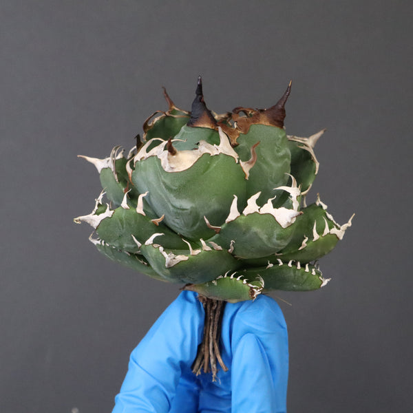 【ベアルート】アガベ 魔丸 EC1023