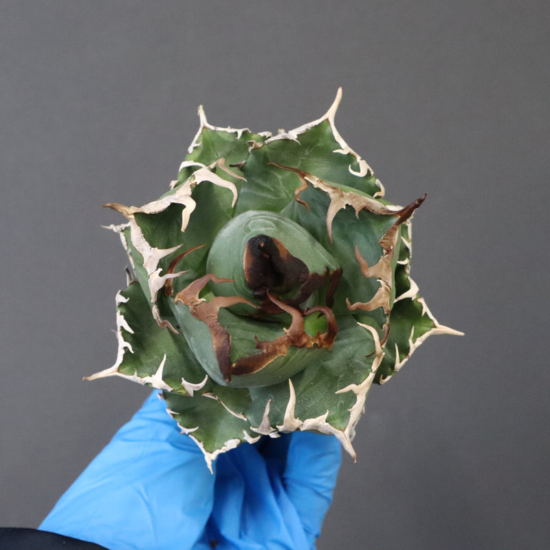 【ベアルート】アガベ 魔丸 EC1023