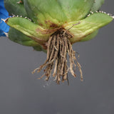 【ベアルート】アガベ 魔丸 EC1023