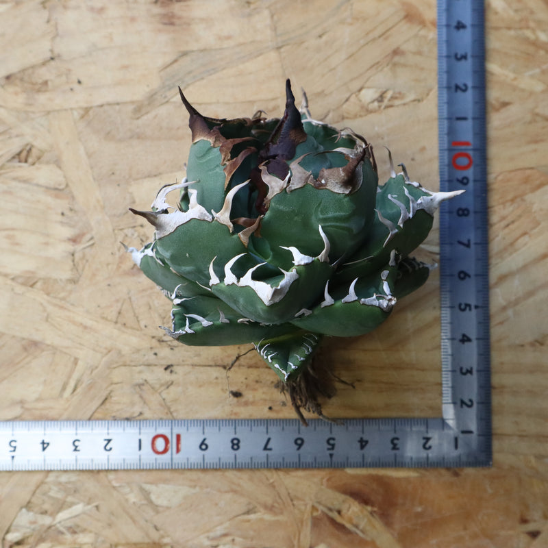 【ベアルート】アガベ 魔丸 EC1023