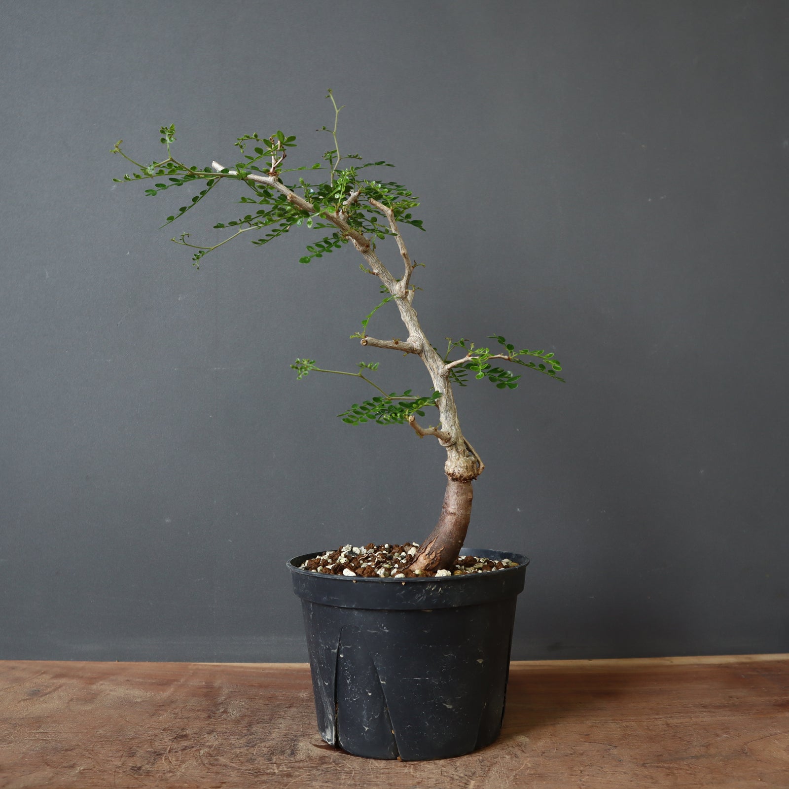 実生　パキプス　8年　大株 実生 パキプス 8年 大株