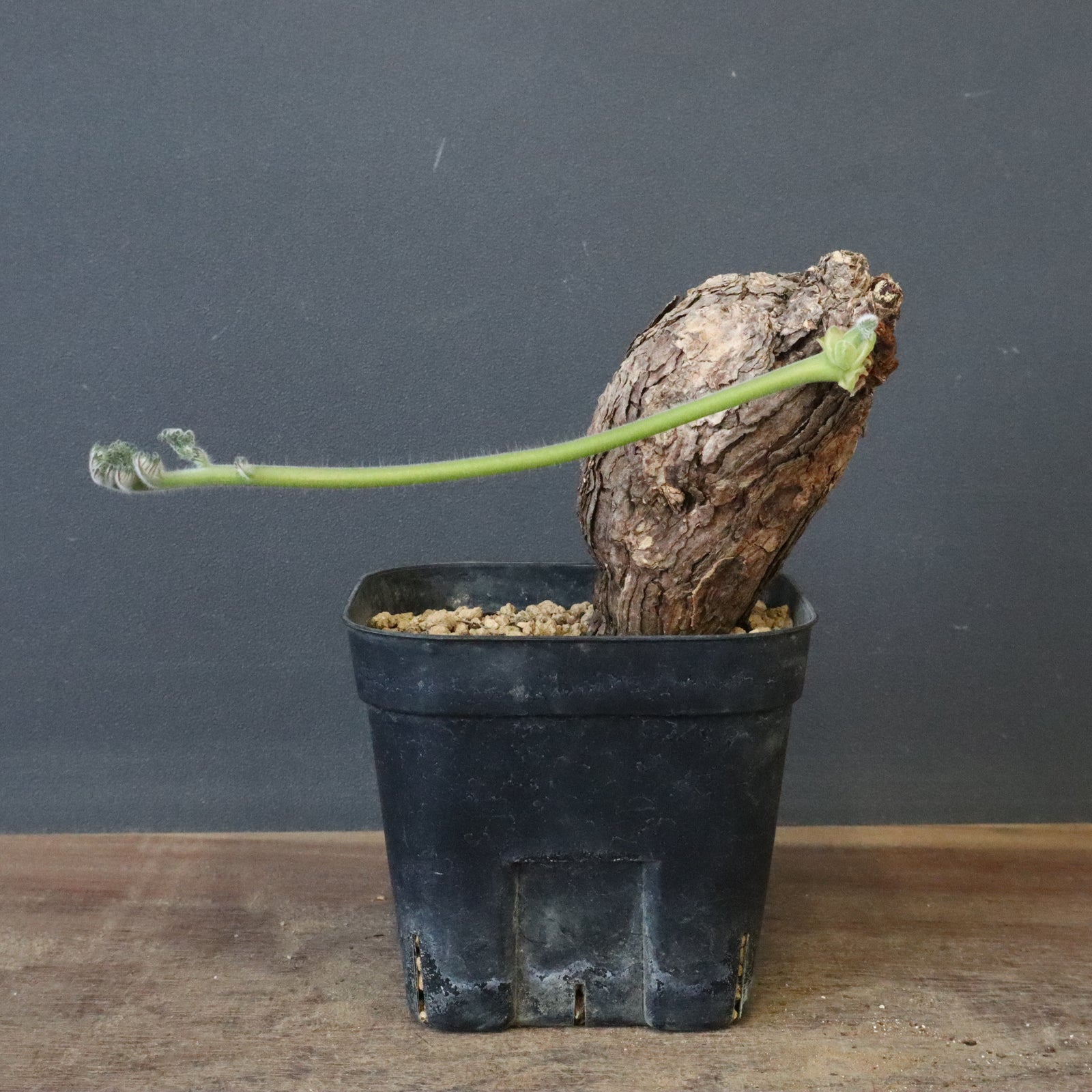 値下げ不可！早いもの勝ち！　ペラルゴニウム　トリステ　大きめ ペラルゴニウム トリステ 鉢Set | Green Shop MITSUBACHI