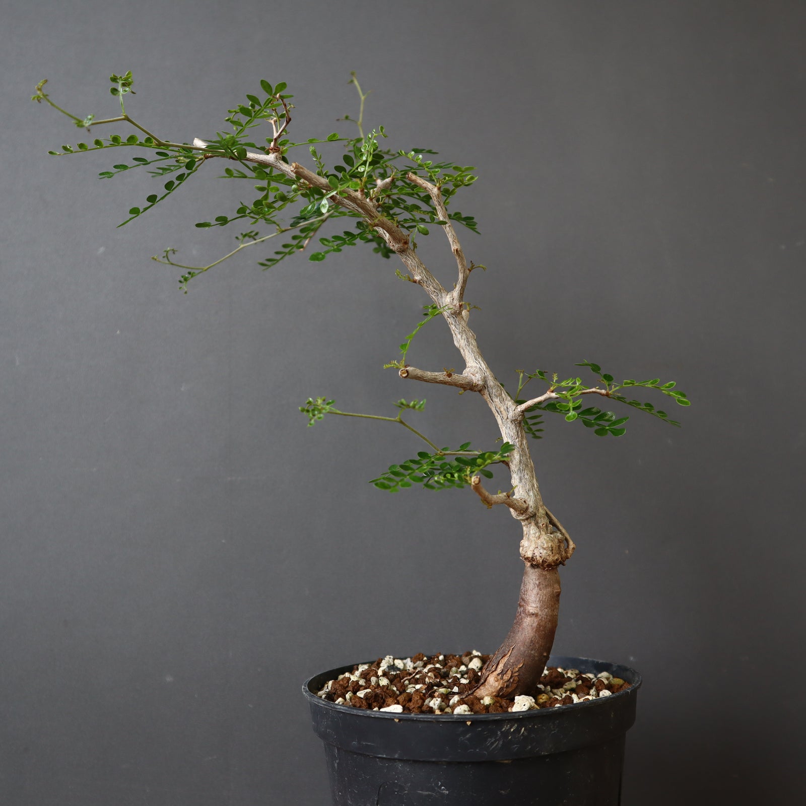 O.パキプス (実生) 820 – TaiShoDo ONLINE SHOP