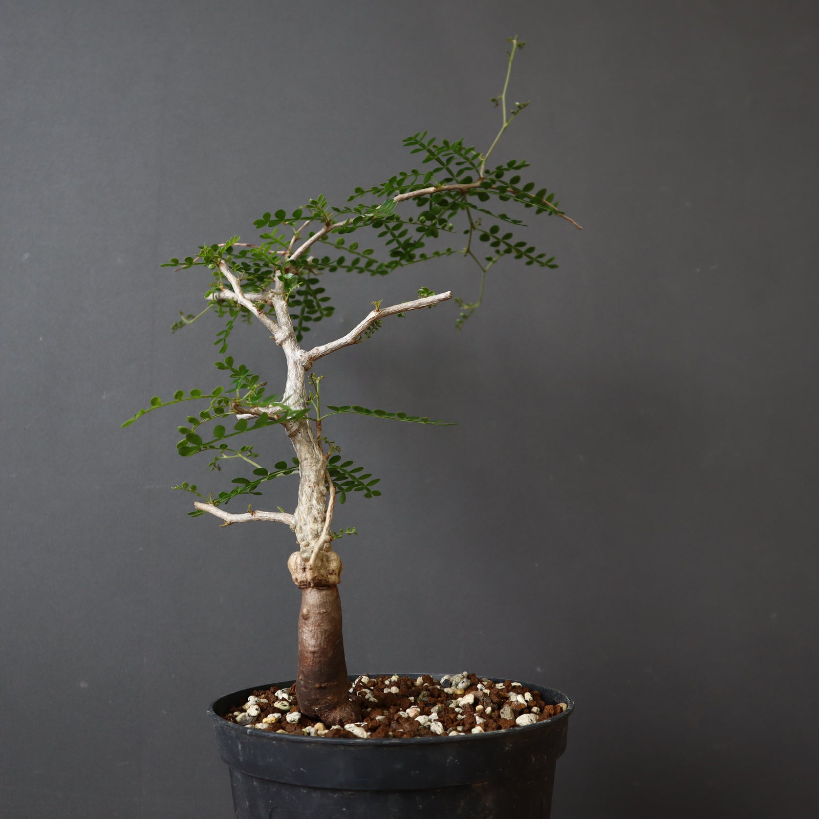 実生　パキプス　8年　大株 O.パキプス (実生) 820 – TaiShoDo ONLINE SHOP