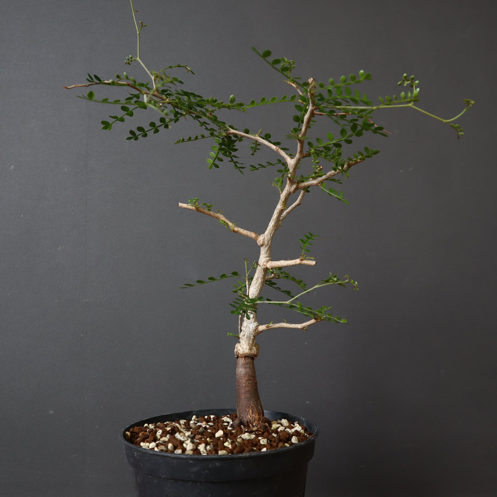 実生　パキプス　8年　大株 IMG_1774_9e17995b-7594-4485-