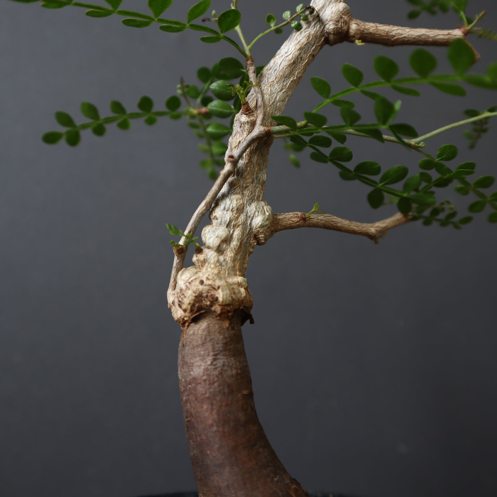 実生　パキプス　8年　大株 IMG_1774_9e17995b-7594-4485-