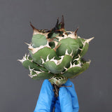 【ベアルート】アガベ 魔丸 EC1026