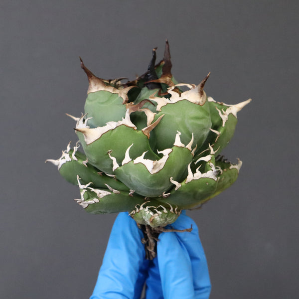 【ベアルート】アガベ 魔丸 EC1026