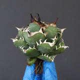 【ベアルート】アガベ 魔丸 EC1026