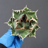 【ベアルート】アガベ 魔丸 EC1026