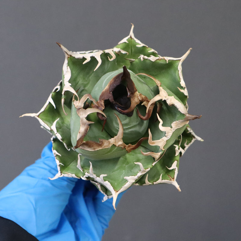 【ベアルート】アガベ 魔丸 EC1026