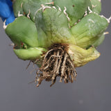 【ベアルート】アガベ 魔丸 EC1026