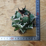 【ベアルート】アガベ 魔丸 EC1026