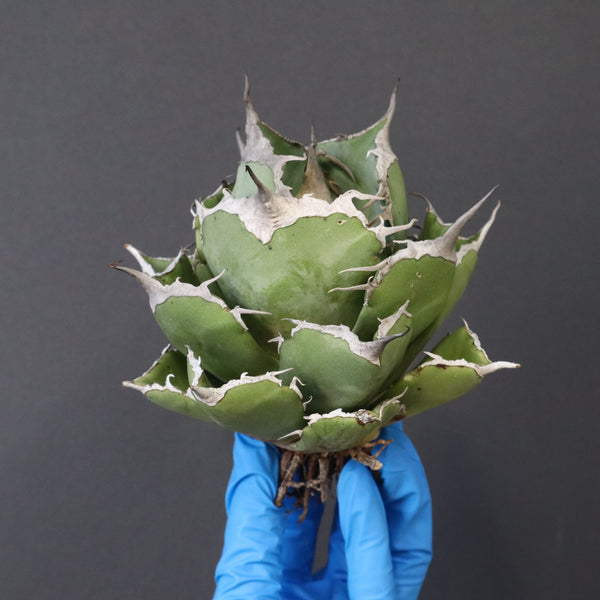 ベアルート – TaiShoDo ONLINE SHOP